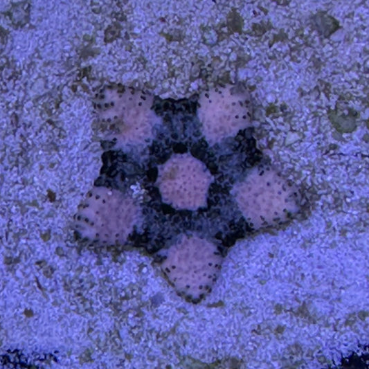 Pillow Sea starfish