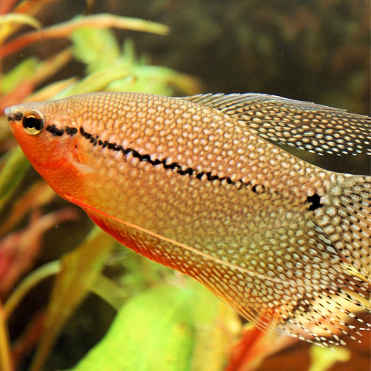 Pearl Gourami