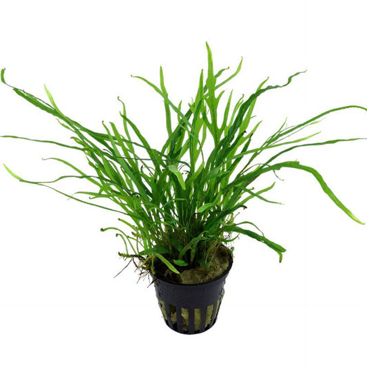 Tropica Microsorum pteropus "Trident"