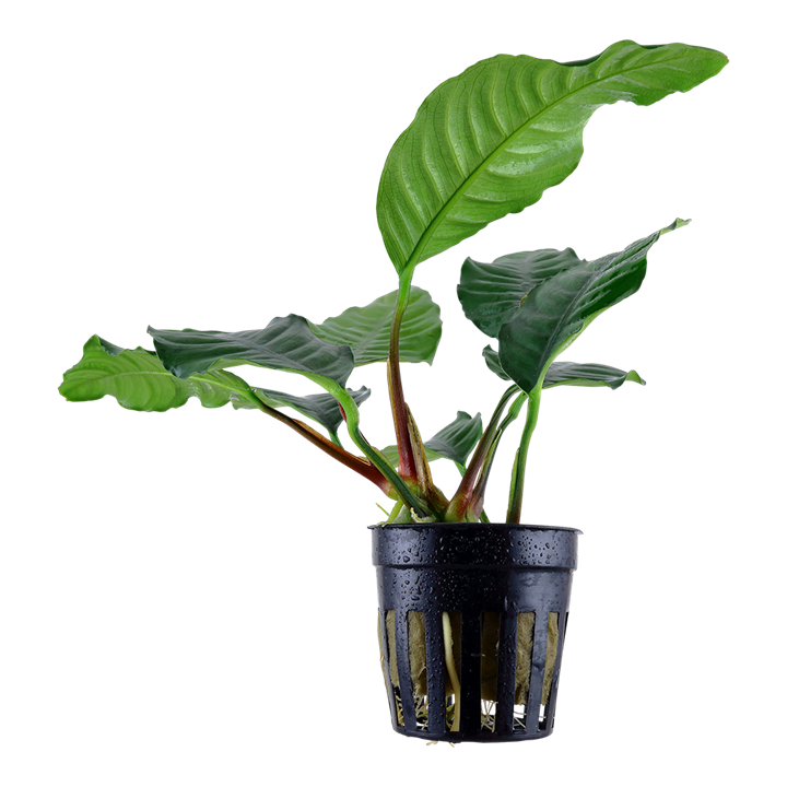 Tropica Anubias barteri var. 'Coffeifolia'