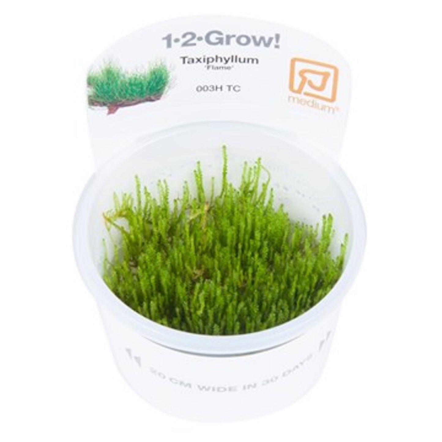 Tropica Taxiphyllum sp. "Flame" Moss 1-2-Grow