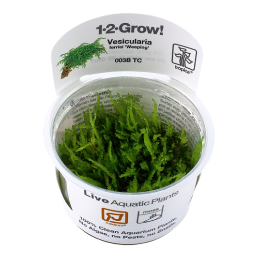 Tropica Vesicularia ferrieie "Weeping" Moss 1-2-Grow