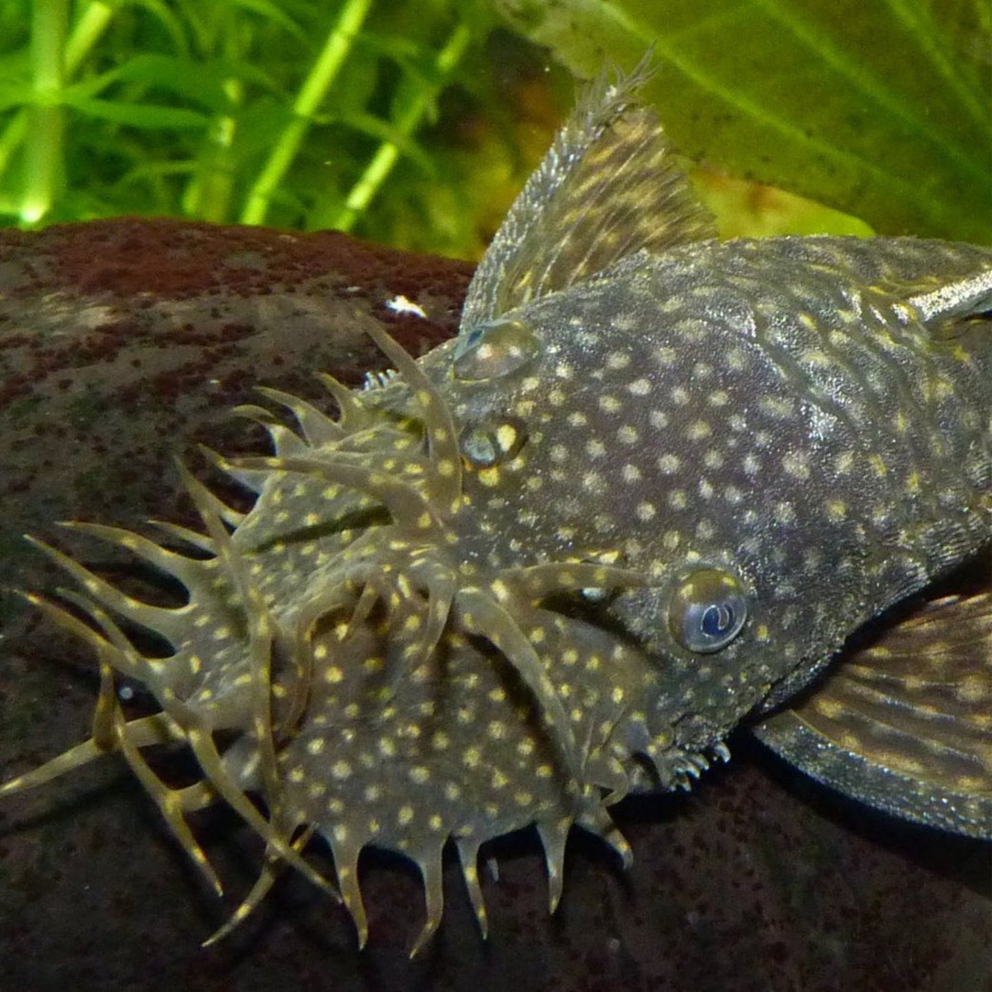 Bushynose Pleco Juvi