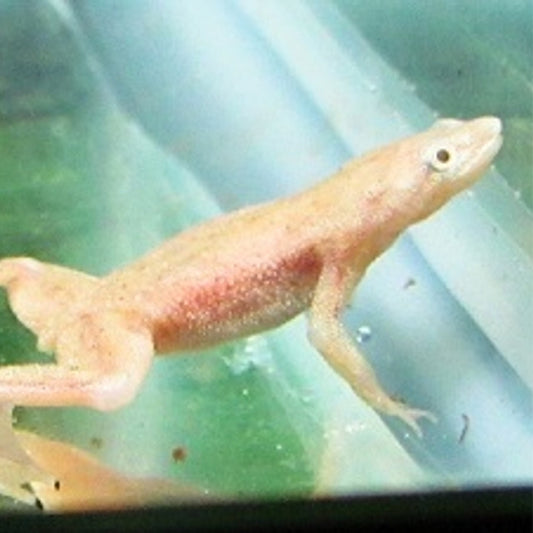 African Dwarf Aquatic Frog - Puti
