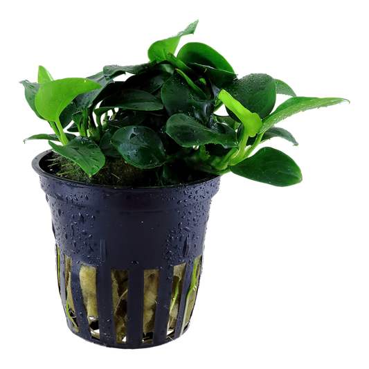 Tropica Anubias barteri 'Petite'