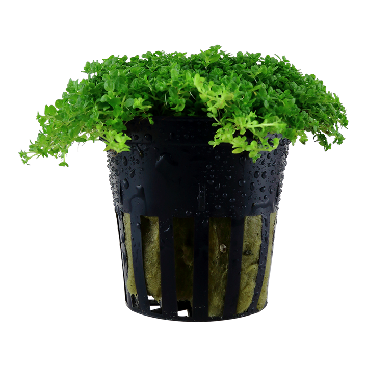 Tropica Micranthemum callitrichoides Cuba