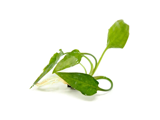 Cryptocoryne Pontederiifolia - Loose Afishionados