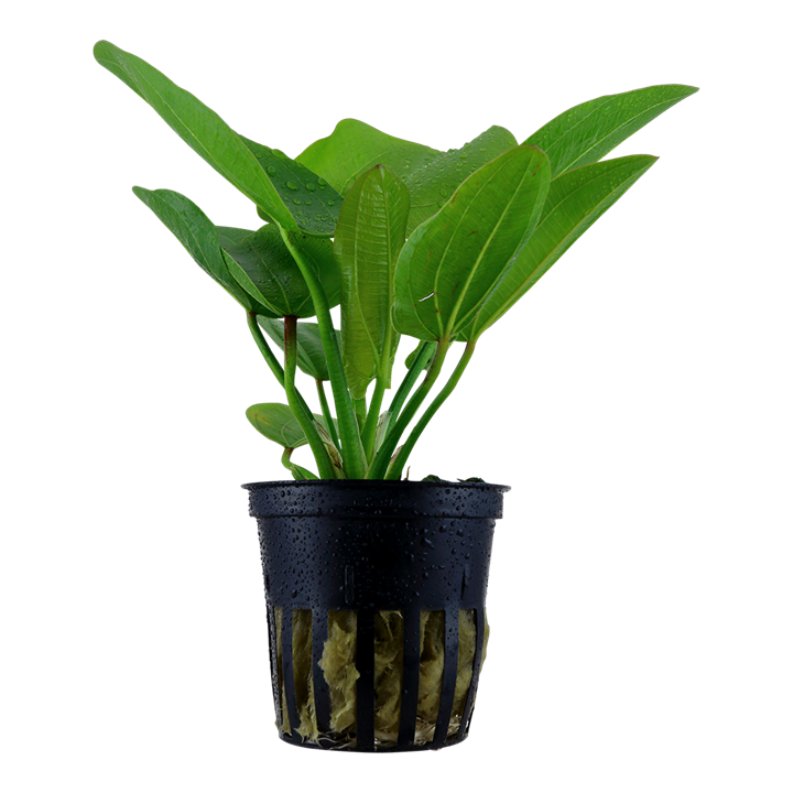 Tropica Echinodorus 'Aquartica'
