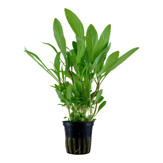 Tropica Hygrophila costata