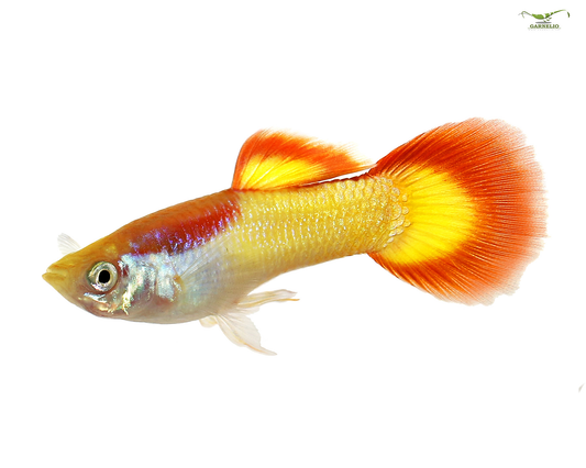 Flame Tail Male Guppy
