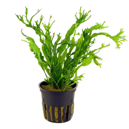 Tropica Microsorum pteropus 'Windelev'