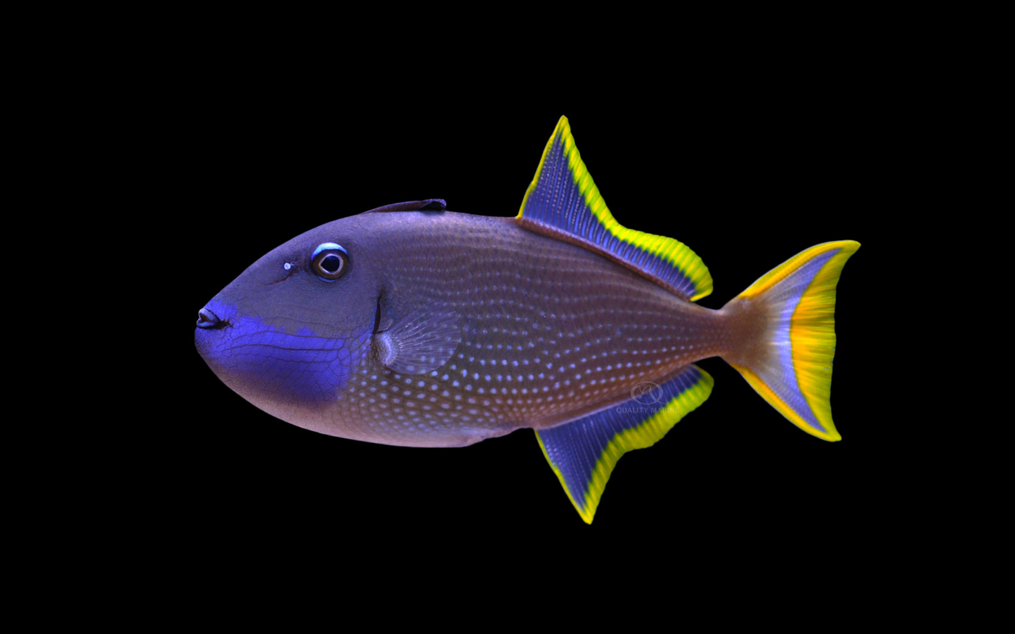 Blue Throat Trigger Male