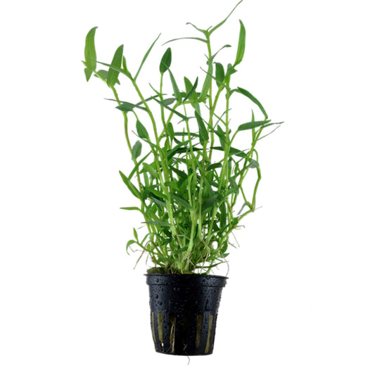 Tropica Murdannia keisak