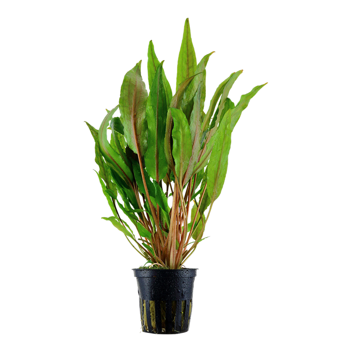 Tropica Cryptocoryne undulata 'Broad Leaf'