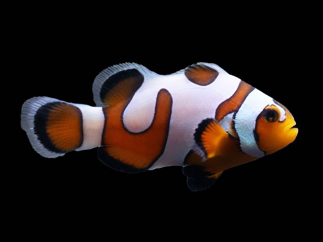 Captive Bred DaVinci Ocellaris Clownfish Grade A