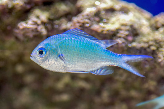Green/Blue Chromis