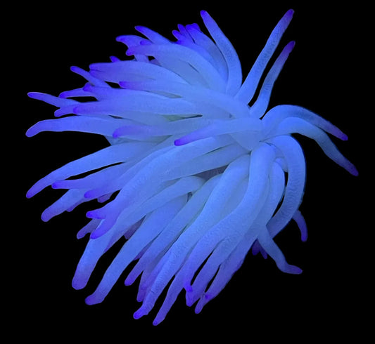 White Condylactis Anemone