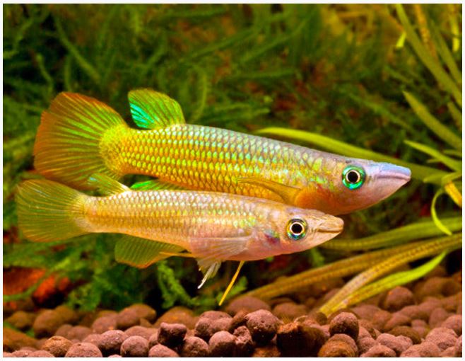 Golden wonder  Killifish