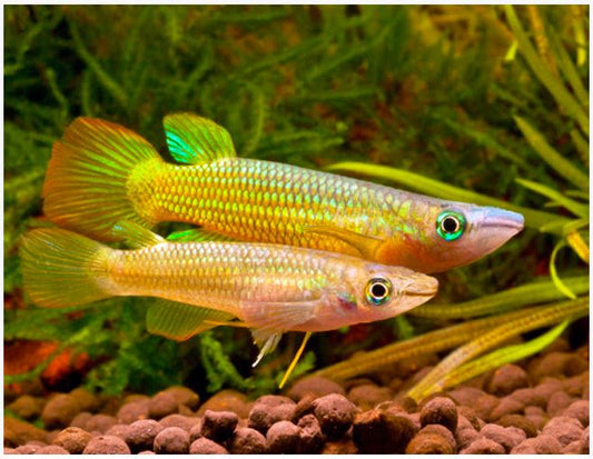 Golden wonder  Killifish
