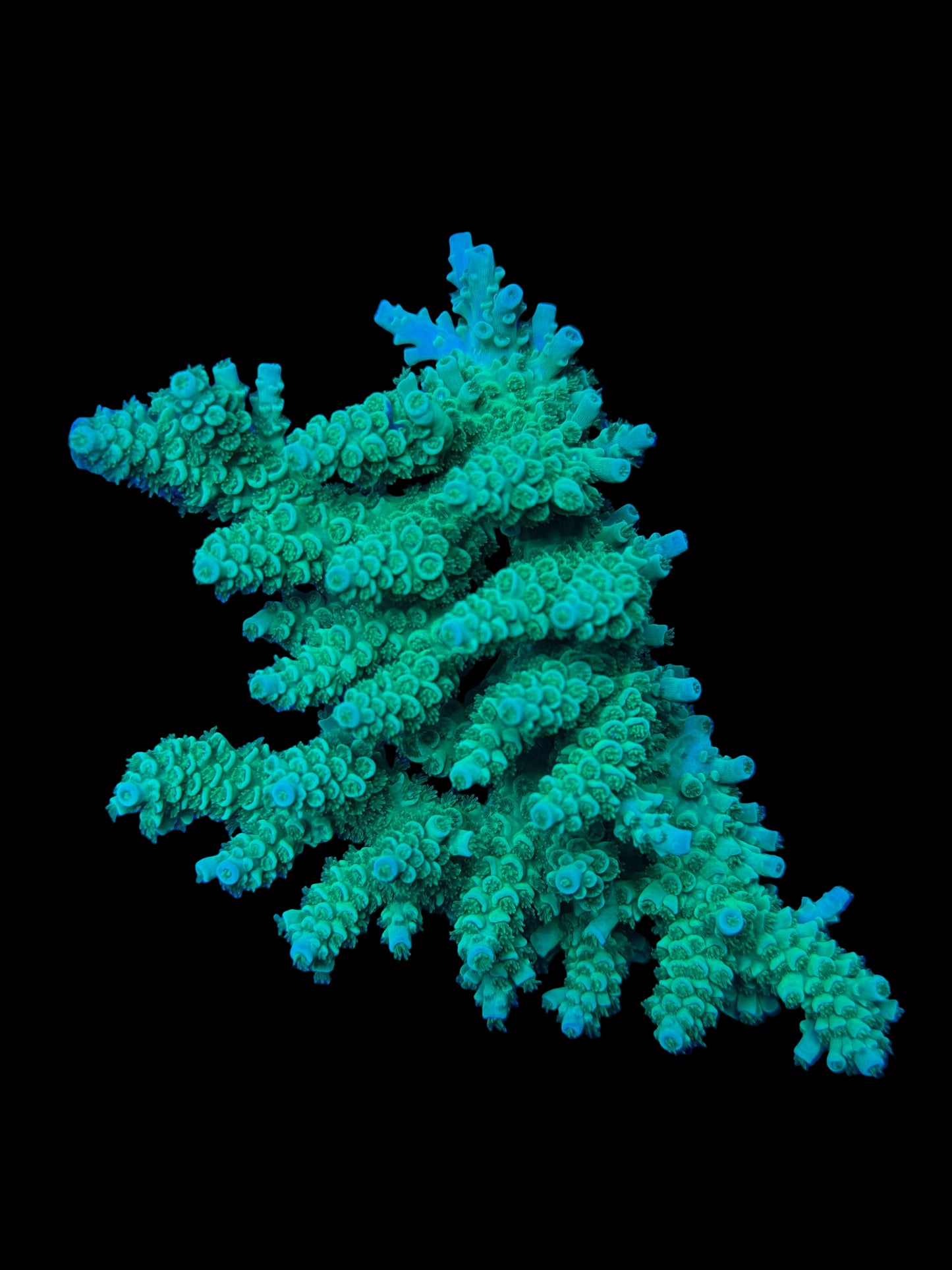 Aussie Acropora Wysiwyg