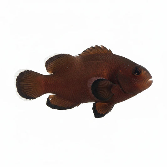 Captive Bred Naked Mocha Clownfish