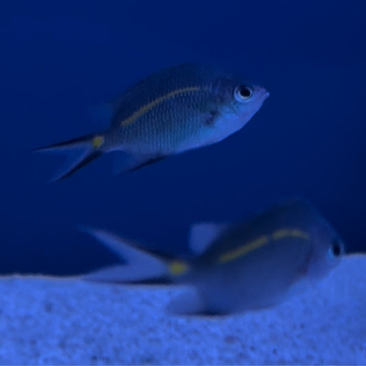 Yellow Lined Chromis