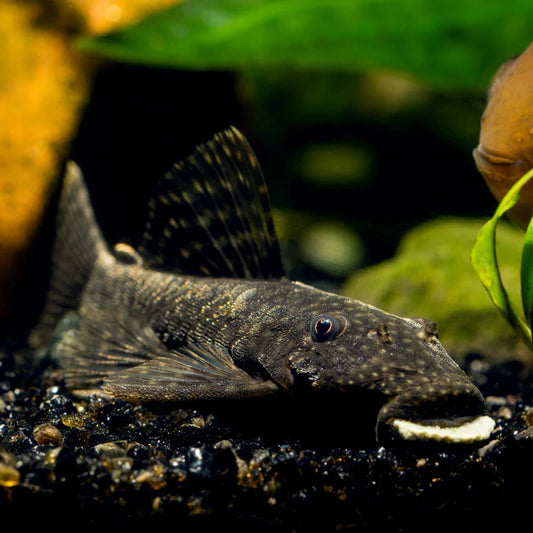 Bushynose Pleco MD