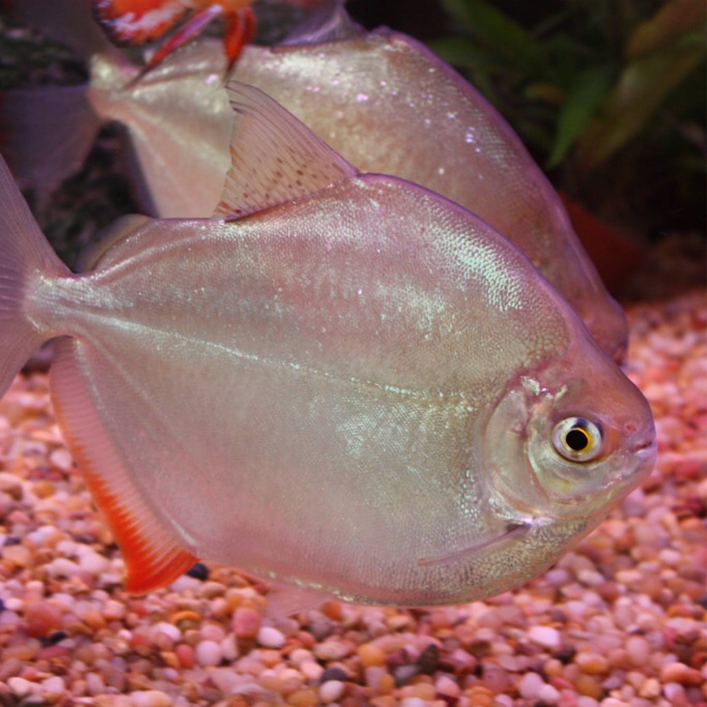 Silver Dollar LG (6-7")