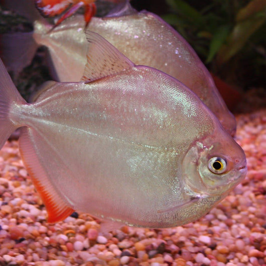 Silver Dollar LG (6-7")