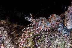 Marbled Shrimp