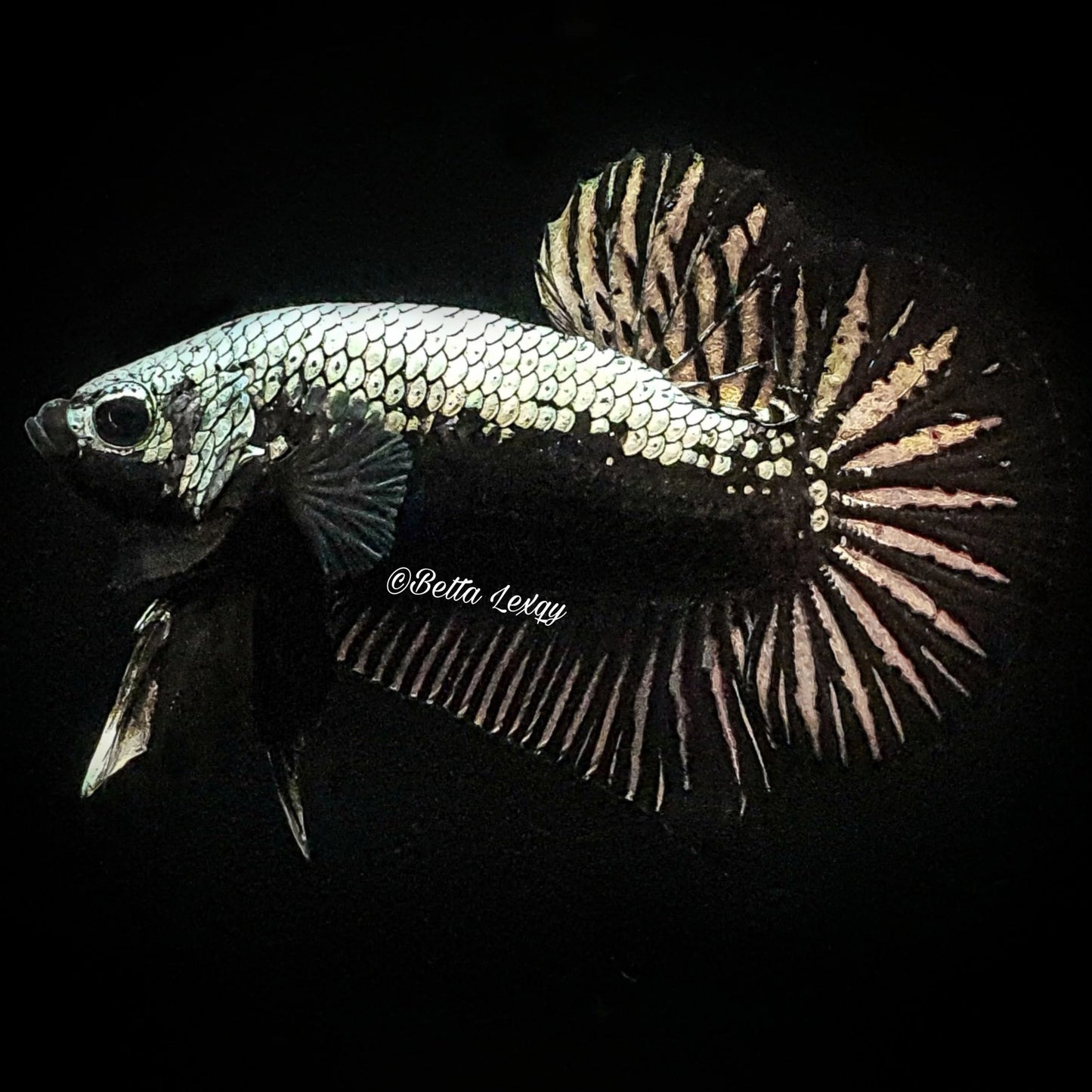 Black Samurai Betta