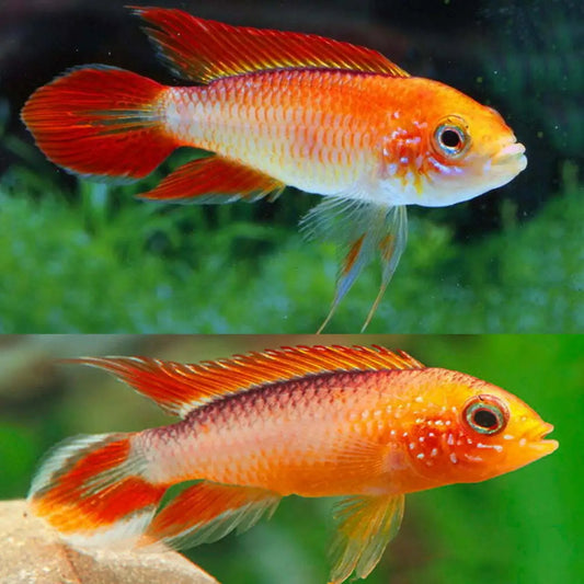 Apistogramma Agassizi Pulang Apoy