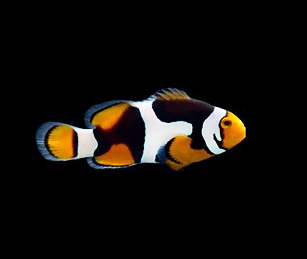 Captive Bred Semi Onyx Clownfish Percula