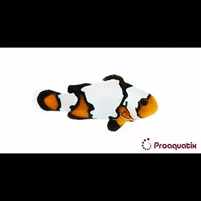 Captive Bred Blacker Ice Clownfish