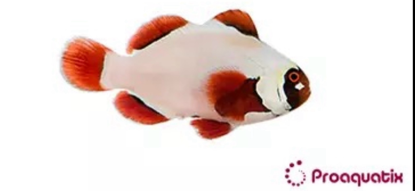 Captive Bred Gold Nugget Maroon Clownfish