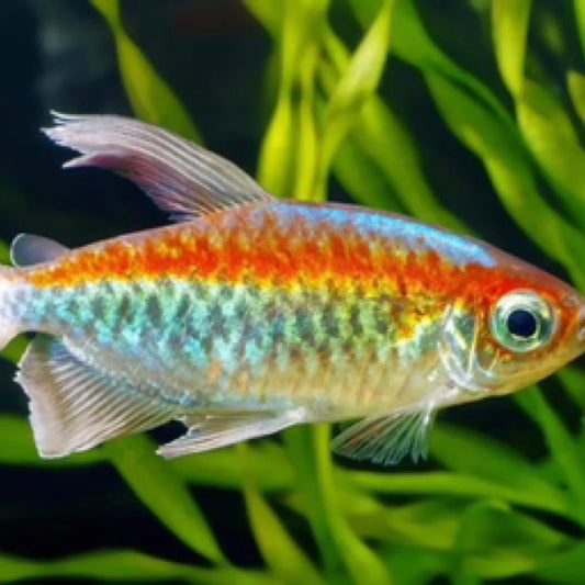 Congo Tetra (Phenacogrammus interruptus)