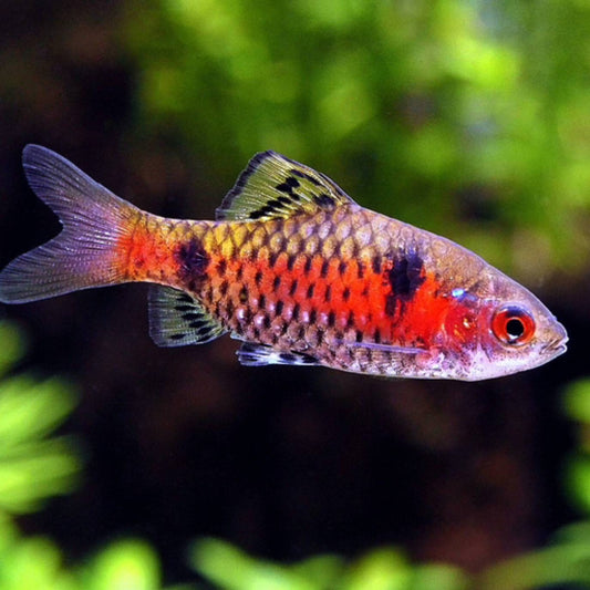 Odessa Barb