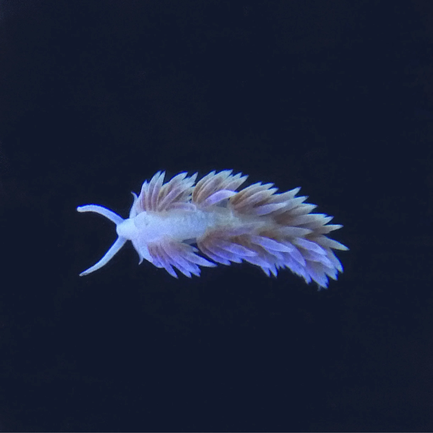 Berghia Aiptasia Eating Nudibranch