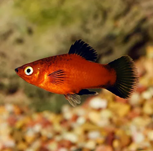 Pulang wag Platy