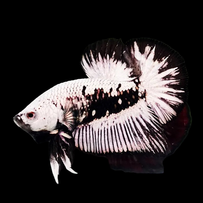 Plakat Halfmoon Warrior Male Betta
