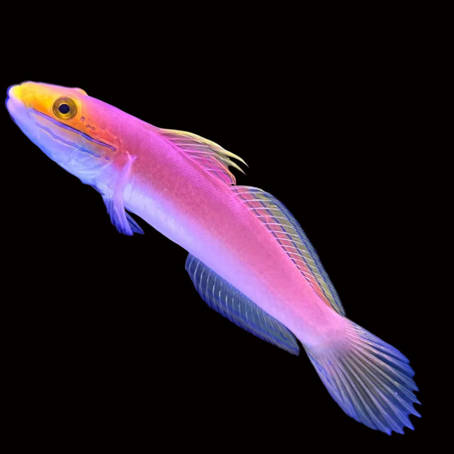 Bella Goby Concrete Blonde Aquatics