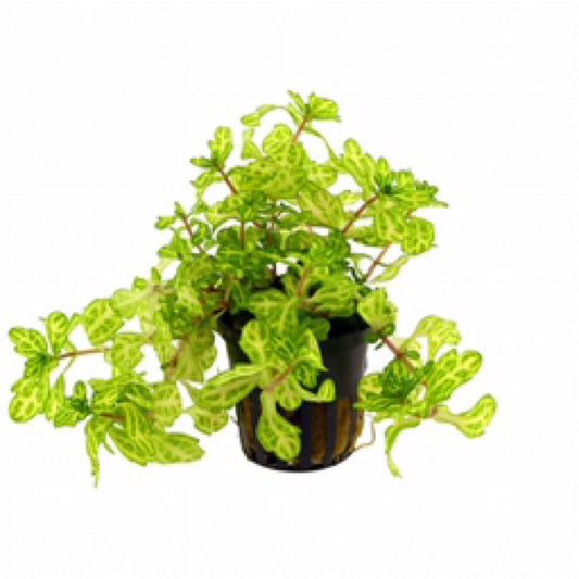 Tropica Shinnersia 'Weiss-GrÃ¼n'