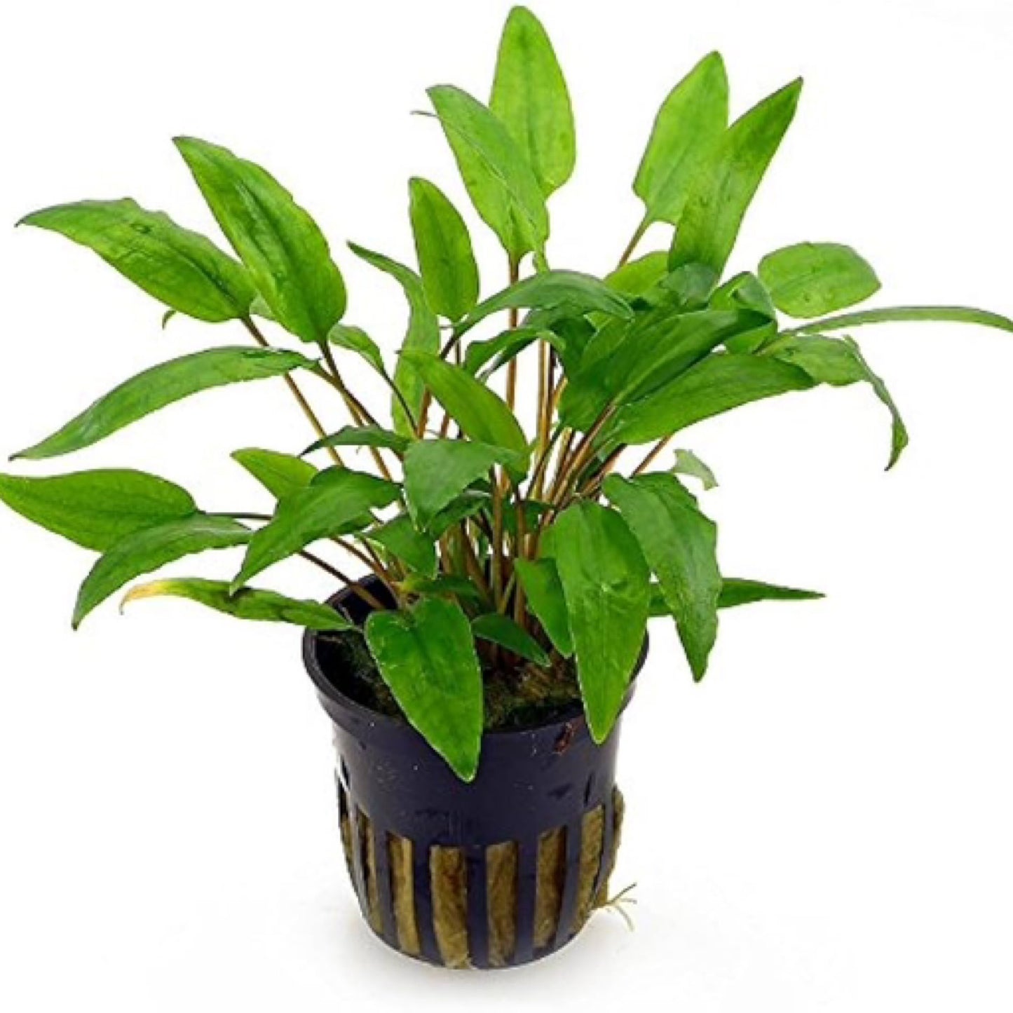 Tropica Cryptocoryne wendtii "Green"