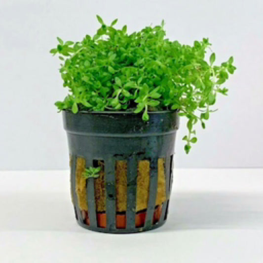Tropica Hemianthus micrathemoides