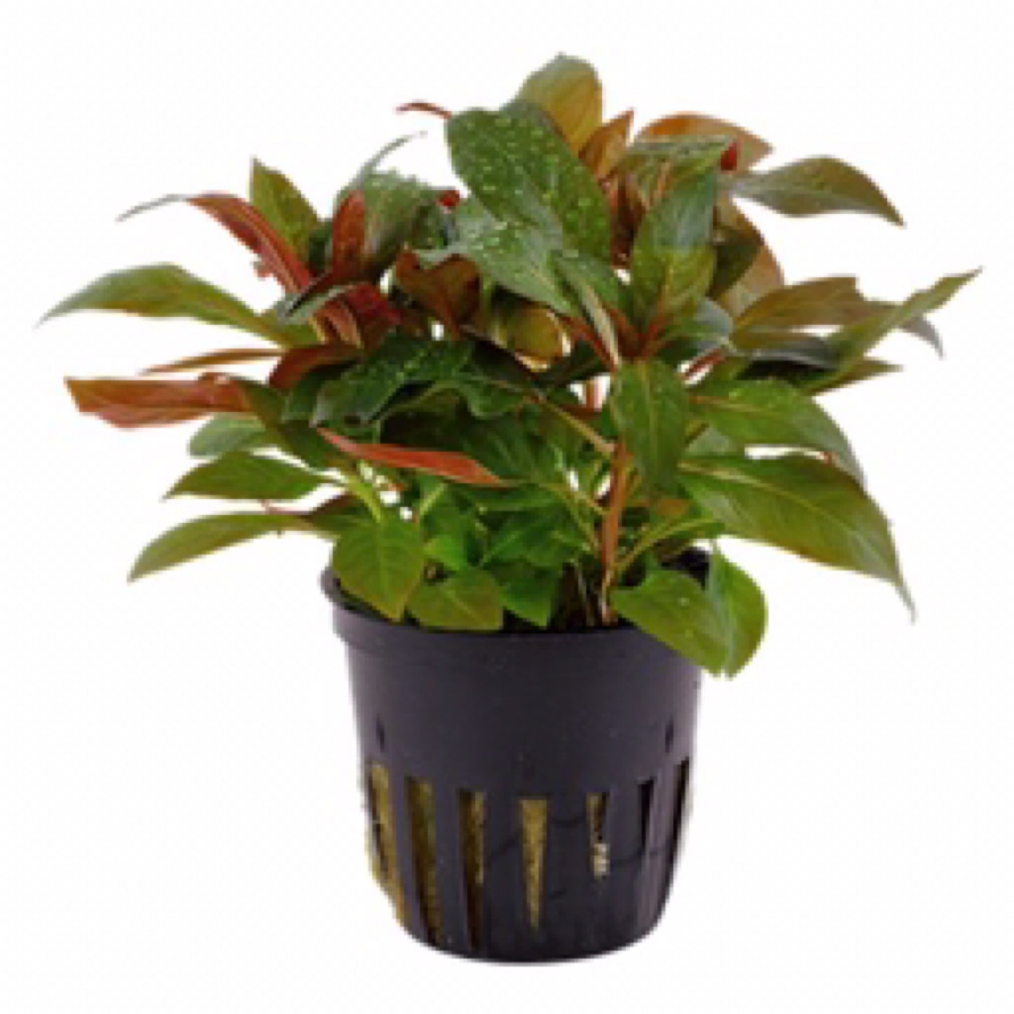 Tropica Ludwigia glandulosa