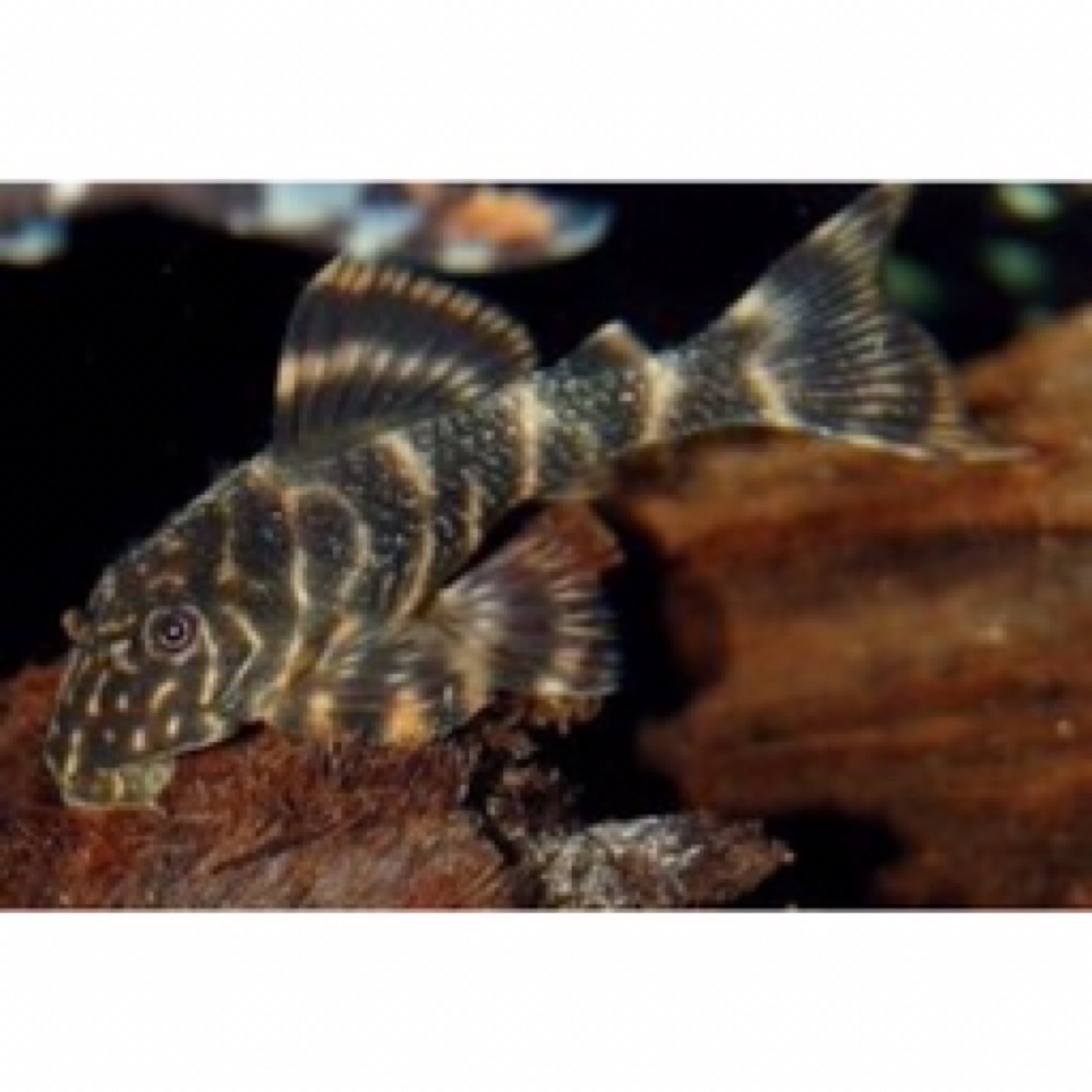 Clown Pleco (L104)