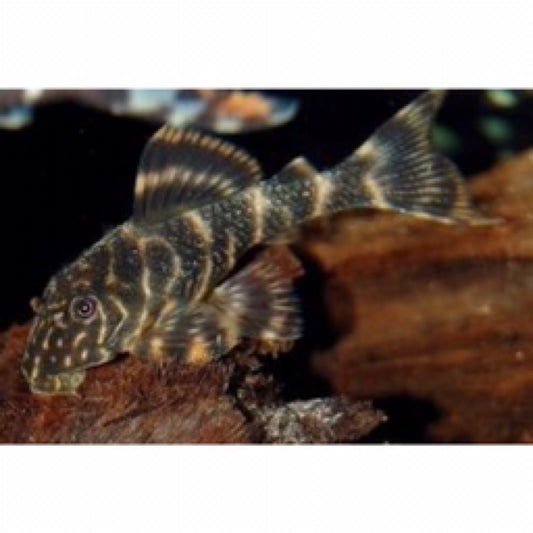 Clown Pleco (L104)