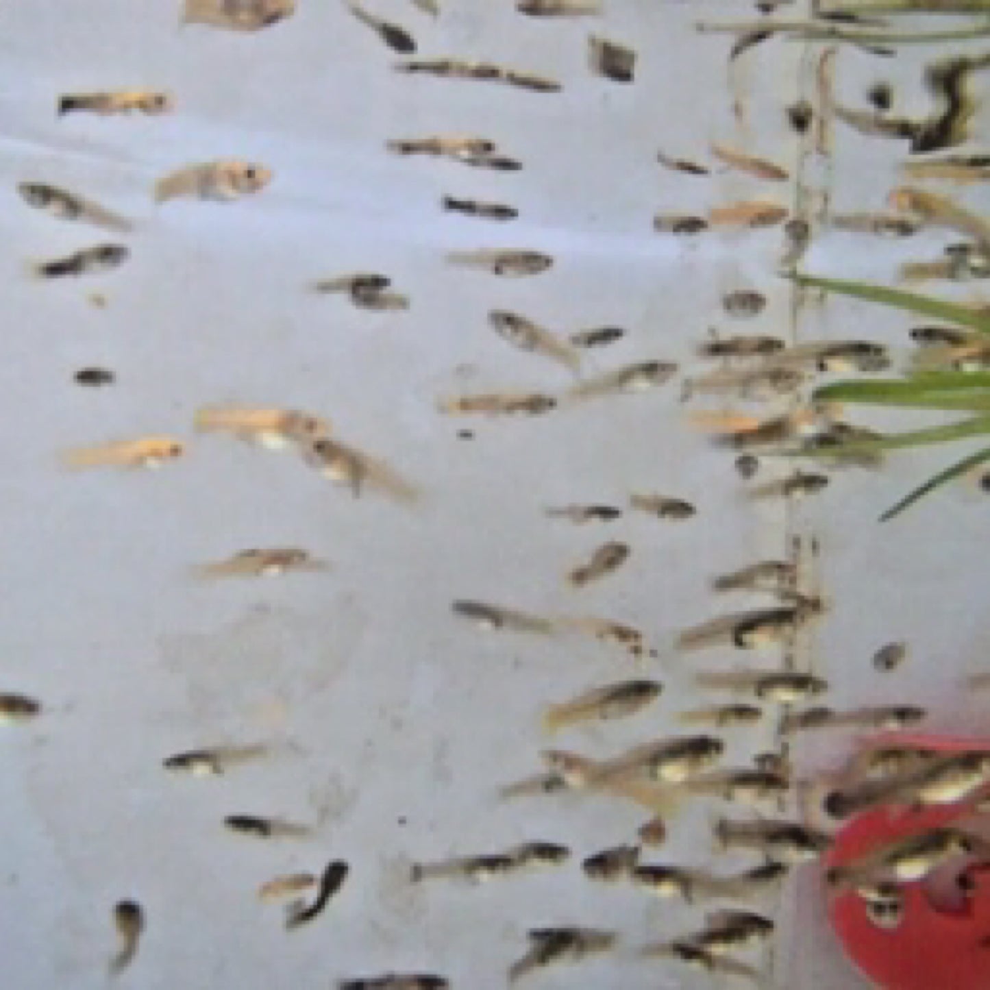 Baby Guppy (unsexed)