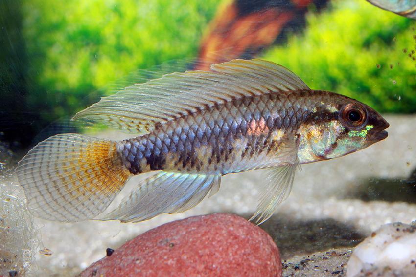 Apistogramma Iniridae