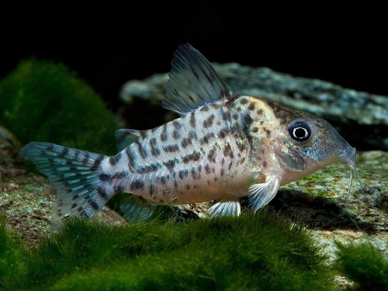 Spotfin Corydora - Corydora punctatus